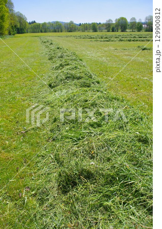 Field of grass with a row of hay in the middle Field of grass with a row of hay in the middle 129900812