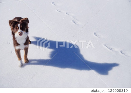 Dog is standing in the snow with its shadow behind it 129900819