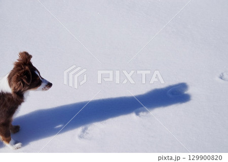Dog is standing in the snow and looking at something in the distance 129900820