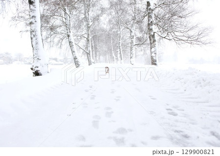 Dog is walking on a snowy road 129900821