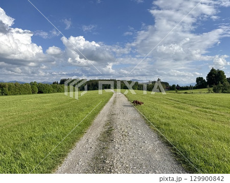 Dog is walking down a dirt road in a field 129900842