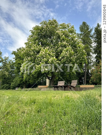A Lush and Vibrant Green Tree Being Surrounded by Benches and Soft Grass in a Park A Lush and Vibrant Green Tree Being Surrounded by Benches and Soft Grass in a Park 129900848