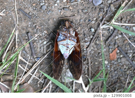 セミの形態・昆虫の背景素材・抜け殻・蝉の声 夏の風物詩 129901008