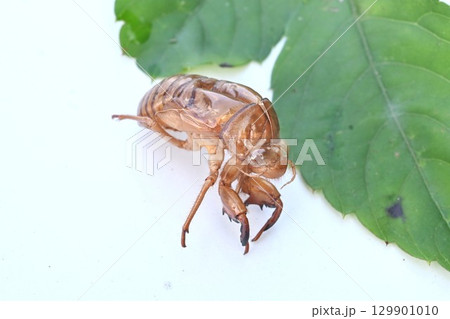 セミの形態・昆虫の背景素材・抜け殻・蝉の声 夏の風物詩 129901010