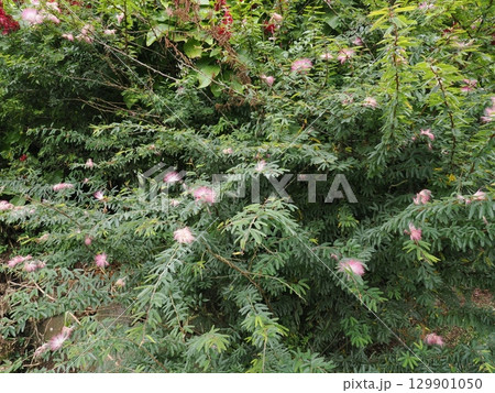 緑の羽根に咲く桃の綿―Lake Barrineのネムノキ 129901050