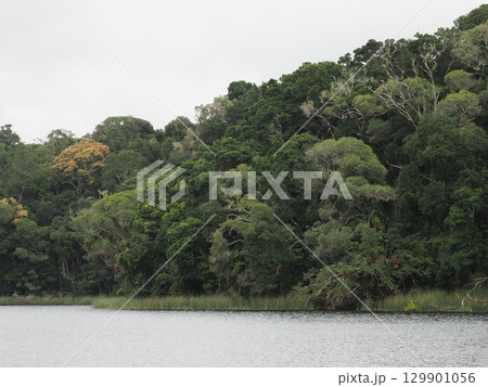 水辺に寄り添う緑の縁―Lake Barrineの雨林 129901056
