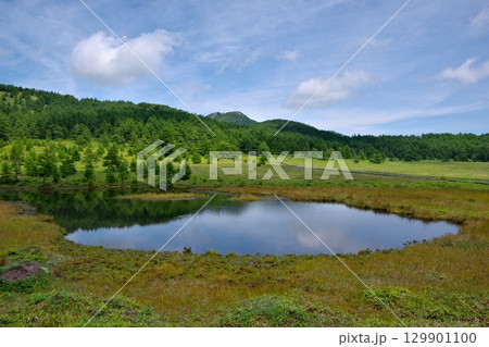 長野県にある池の平湿原の風景 129901100