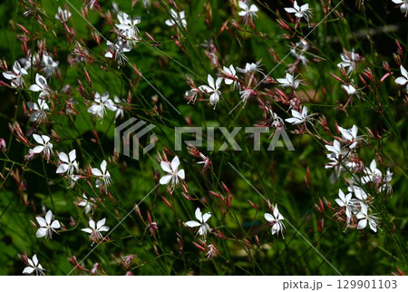 ガウラの花・白蝶草・山桃草・季節の花の背景素材 ガウラの花・白蝶草・山桃草・季節の花の背景素材 129901103