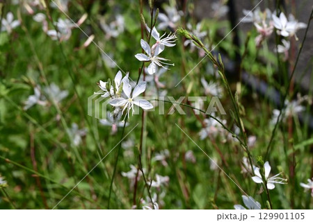 ガウラの花・白蝶草・山桃草・季節の花の背景素材 ガウラの花・白蝶草・山桃草・季節の花の背景素材 129901105