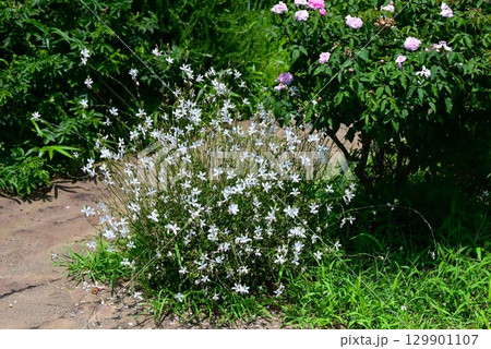 ガウラの花・白蝶草・山桃草・季節の花の背景素材 ガウラの花・白蝶草・山桃草・季節の花の背景素材 129901107