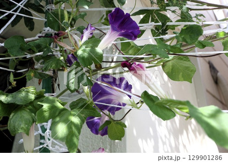 夏の庭の花「朝顔」あさがお:花壇の花:あさがお屋敷 夏の庭の花「朝顔」あさがお:花壇の花:あさがお屋敷 129901286