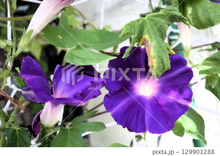 夏の庭の花「朝顔」あさがお：花壇の花：あさがお屋敷 129901288