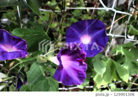 夏の庭の花「朝顔」あさがお:花壇の花:あさがお屋敷 夏の庭の花「朝顔」あさがお:花壇の花:あさがお屋敷 129901306