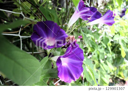 夏の庭の花「朝顔」あさがお：花壇の花：あさがお屋敷 129901307