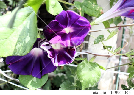 夏の庭の花「朝顔」あさがお：花壇の花：あさがお屋敷 129901309