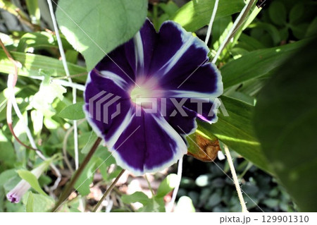 夏の庭の花「朝顔」あさがお：花壇の花：あさがお屋敷 129901310