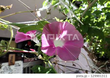 夏の庭の花「朝顔」あさがお:花壇の花:あさがお屋敷 夏の庭の花「朝顔」あさがお:花壇の花:あさがお屋敷 129901311