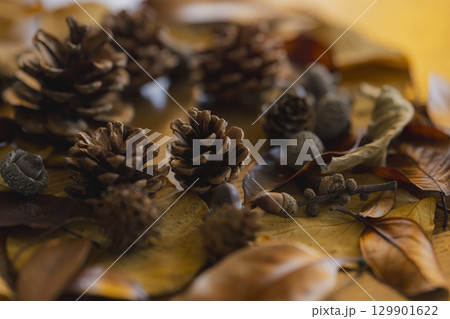 カラフルな落ち葉のアップ 129901622