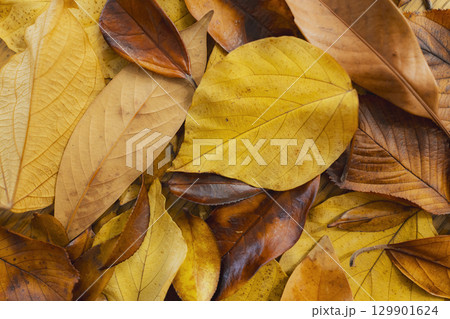 カラフルな落ち葉のアップ 129901624