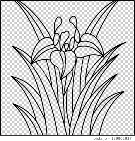 方線描花札－鳶尾花、鳶尾花、五月花、鳶尾花渣 129901937