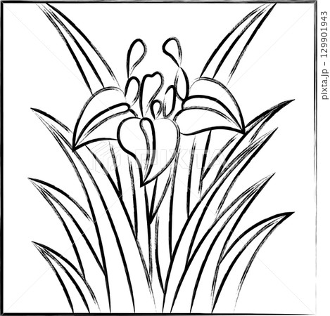 筆書き正方形花札 菖蒲 杜若 皐月 5月 菖蒲のカス 筆書き正方形花札 菖蒲 杜若 皐月 5月 菖蒲のカス 129901943