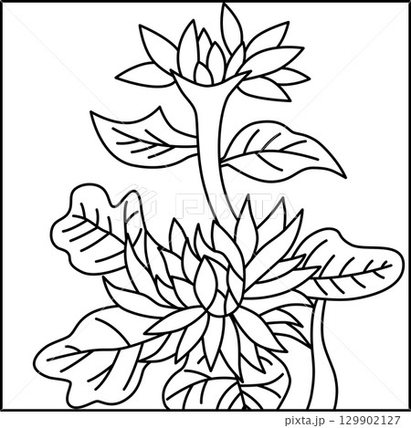 線画正方形花札　長月　菊　9月　菊のカス 129902127