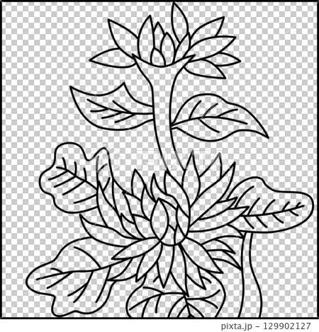 Line drawing square Hanafuda card Nagatsuki chrysanthemum September chrysanthemum scum 129902127