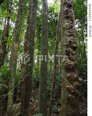 幹の表情と森の呼吸―Ellinjaa Fallsの林床 129902448