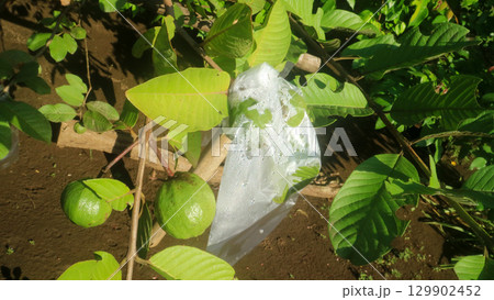 Guava fruit hanging on the tree in the morning wrapped in plastic, southeast asia tropical fruit Guava fruit hanging on the tree in the morning wrapped in plastic, southeast asia tropical fruit 129902452