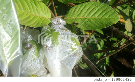 Guava fruit is wrapped in plastic on the tree, protecting it from insects. Agriculture southeast asia. Guava fruit is wrapped in plastic on the tree, protecting it from insects. Agriculture southeast asia. 129902459