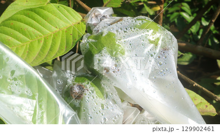 Guava fruit hanging on the tree in the morning wrapped in plastic, southeast asia tropical fruit 129902461