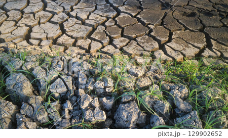 The paddy soil is dry and cracked. Rural southeast asia dry season. The paddy soil is dry and cracked. Rural southeast asia dry season. 129902652
