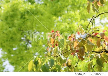 爽やか　クスノキの葉 129902730