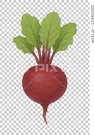 [Vegetables] Illustration of beets 129902992