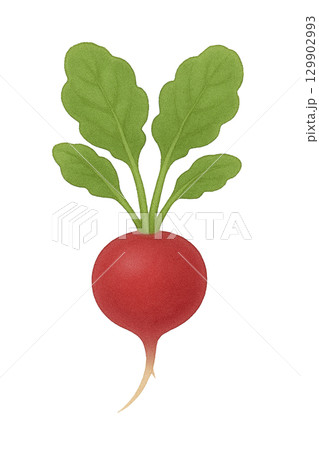 【野菜】ラディッシュのイラスト 129902993
