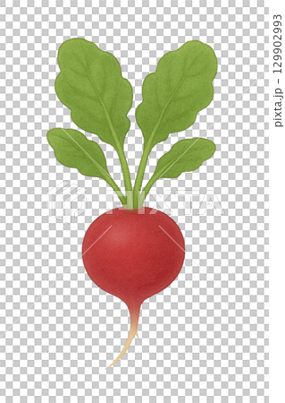 [Vegetables] Illustration of radish 129902993