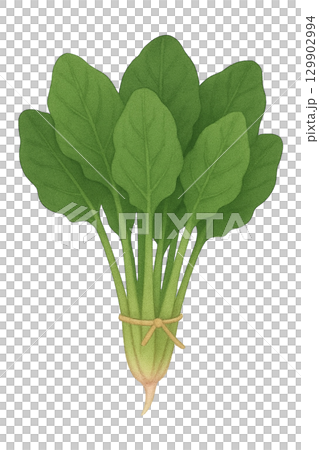 [Vegetables] Illustration of spinach 129902994