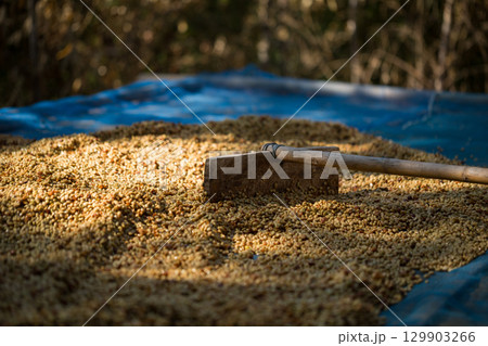 Smart farming techniques machinery roast apparatus coffee bean dry sunlight tool sunbeam sunray sunshine fresh garden produce agriculture promotes farmer concept close up plant farm blur background 129903266