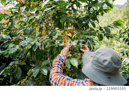Farmer concept harvest hand ripe coffee seed robusta arabica berry close up fresh green leaf bean picking orange crop red yellow berries raw plant tree farm growth blur background eco organic garden 129903283