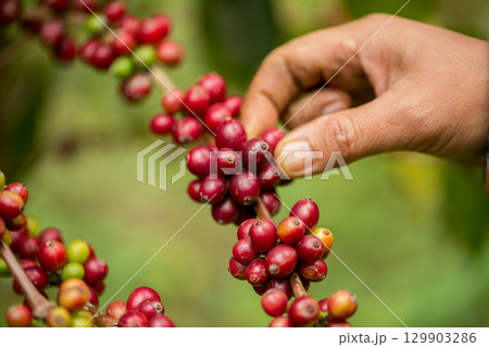 Farmer concept harvest hand ripe coffee seed robusta arabica berry close up fresh green leaf bean picking orange crop red yellow berries raw plant tree farm growth blur background eco organic garden 129903286