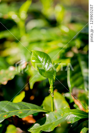 Smart farming techniques hydroponic fresh garden produce agriculture promotes farmer concept seedling coffee pot close up fresh green plant tree farm growth blur background organic garden cultivate 129903287