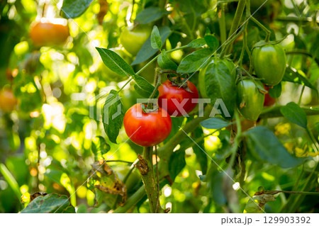 Smart farming techniques hydroponic salad vegetables technology tomato red green ensuring fresh sustainable produce agriculture promotes healthy eating support farmer living local community non gmo 129903392