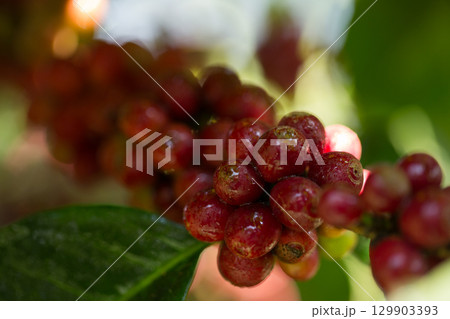 Farmer concept harvest fruit ripe coffee seed robusta arabica berry close up fresh green leaf bean picking orange crop red yellow berries raw plant tree farm growth blur background eco organic garden Farmer concept harvest fruit ripe coffee seed robusta arabica berry close up fresh green leaf bean picking orange crop red yellow berries raw plant tree farm growth blur background eco organic garden 129903393