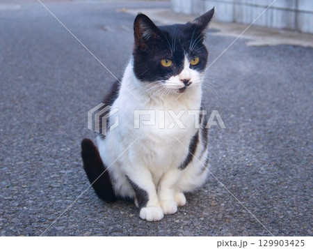 見つめる猫 見つめる猫 129903425