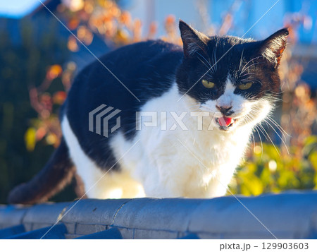 朝のあいさつ猫 129903603