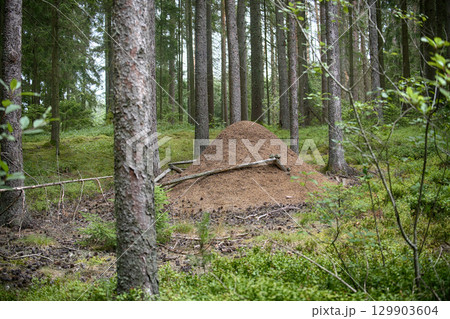 An impressive ant hill rises within a dense and vibrant forest setting. An impressive ant hill rises within a dense and vibrant forest setting. 129903604