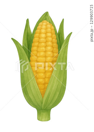 【野菜】トウモロコシのイラスト 129903715
