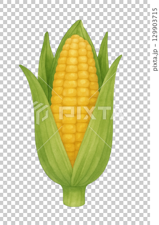 【野菜】トウモロコシのイラスト 129903715