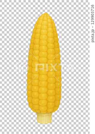 【野菜】皮をむいたトウモロコシのイラスト 【野菜】皮をむいたトウモロコシのイラスト 129903716