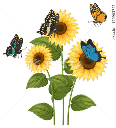 Colorful Butterflies Landing on Sunflower Blooms 129903793